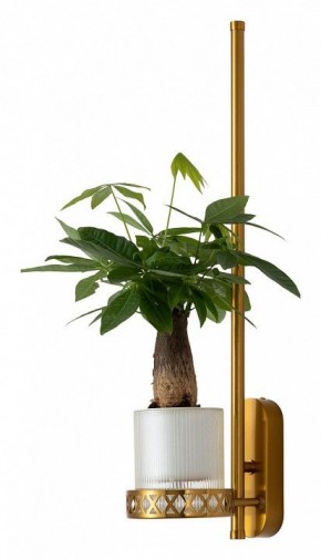 Бра Favourite Greenery 4050-1W в Набережных Челнах - naberezhnye-chelny.mebel24.online | фото 4